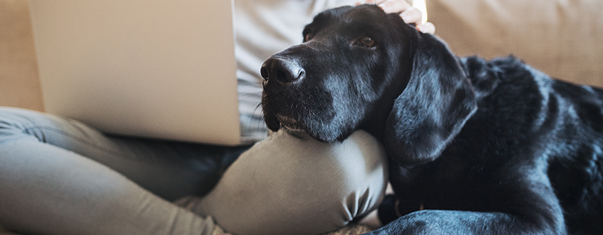 Stanhope Apartments black lab