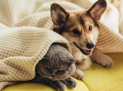 Stanhope Apartments dog and cat
