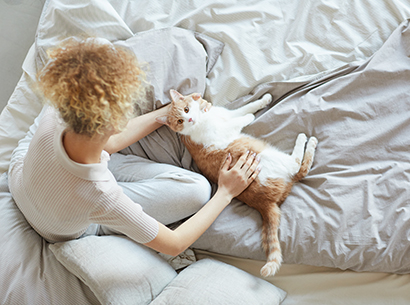 Stanhope Apartments cat on bed
